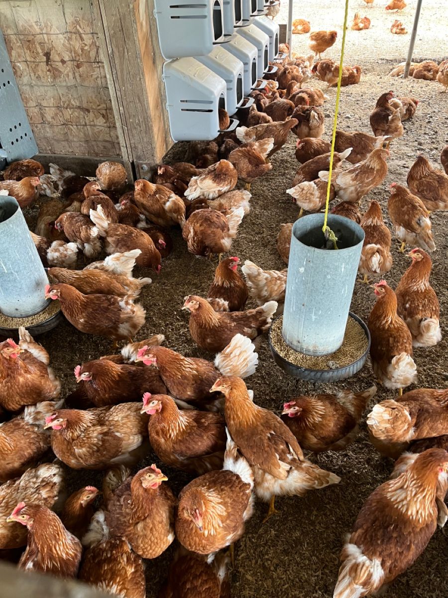 Poultry farming training