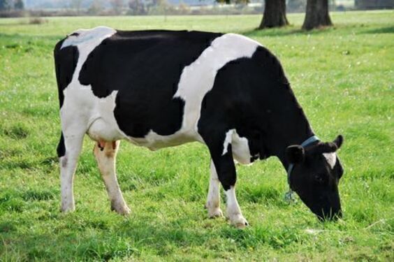 Larger animals farming training